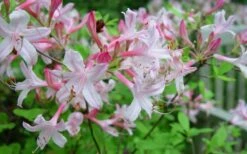 Coastal Azalea (Rhododendron Atlanticum) - 1 Gallon Pot -Garden Plant Shop rhododendron atlanticum coastal azalea 7 1