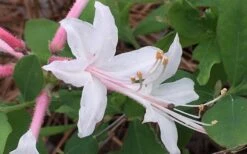 Coastal Azalea (Rhododendron Atlanticum) - 3 Gallon Pot -Garden Plant Shop rhododendron atlanticum coastal azalea 8