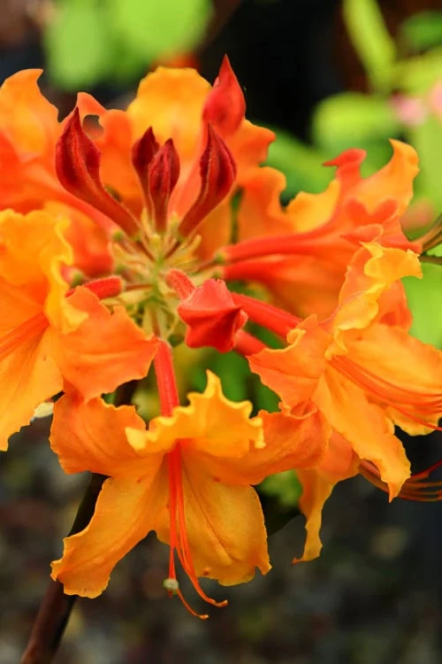 Andrew J. Boike Alabama Flame Native Azalea Azalea - 3 Gallon Pot Andrew J. Boike Alabama Flame Native Azalea Azalea - 3 Gallon Pot -Garden Plant Shop rhododendron austrinum andrew j boike native azalea 5