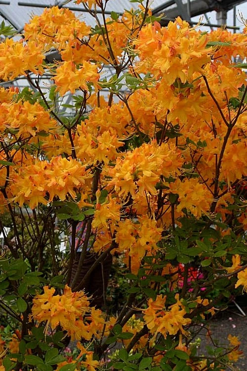 Florida Flame Native Azalea (Rhododendron austrinum) - 3 Gallon Pot Florida Flame Native Azalea (Rhododendron Austrinum) - 3 Gallon Pot -Garden Plant Shop rhododendron austrinum florida flame native azalea 4