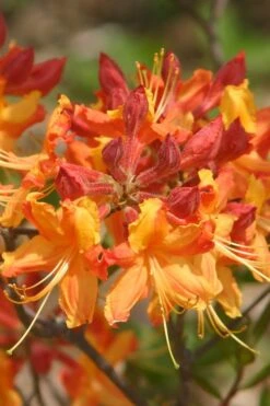 Florida Flame Native Azalea (Rhododendron Austrinum) - 3 Gallon Pot 6 Florida Flame Native Azalea (Rhododendron Austrinum) - 3 Gallon Pot -Garden Plant Shop rhododendron austrinum florida flame native azalea 5