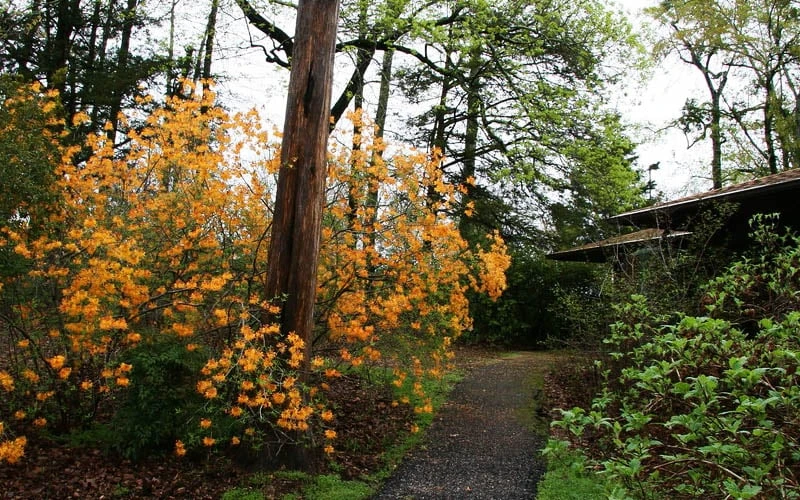 Florida Flame Native Azalea (Rhododendron austrinum) - 3 Gallon Pot Florida Flame Native Azalea (Rhododendron Austrinum) - 3 Gallon Pot -Garden Plant Shop rhododendron austrinum florida flame native azalea 8