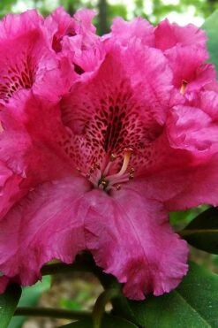 Besse Howells Rhododendron - 3 Gallon Pot -Garden Plant Shop rhododendron bessie howells 100