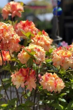 Cannon's Double Exbury Azalea (Rhdodendron) - 2 Gallon Pot -Garden Plant Shop rhododendron cannons double azalea 2