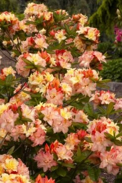 Cannon's Double Exbury Azalea (Rhdodendron) - 2 Gallon Pot -Garden Plant Shop rhododendron cannons double azalea 3