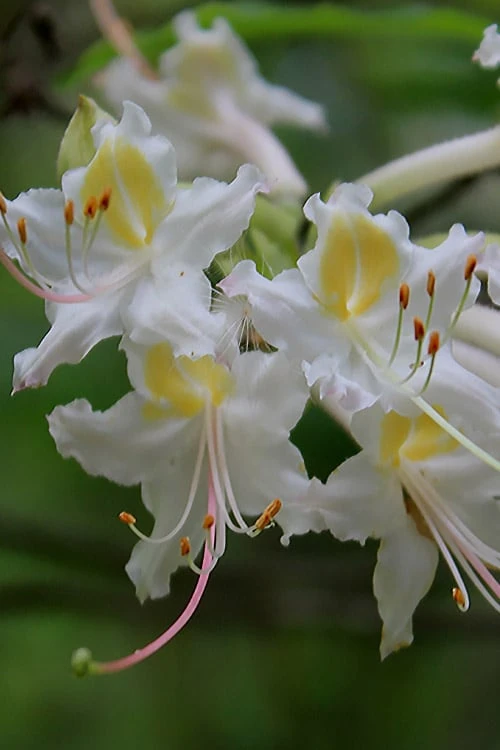 Coleman's Native Azalea (Rhododendron colemanii 'Multiflora') - 3 Gallon Pot Coleman's Native Azalea (Rhododendron Colemanii 'Multiflora') - 3 Gallon Pot -Garden Plant Shop rhododendron colemanii multiflora colemans native azalea 1