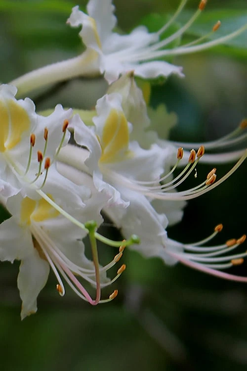 Coleman's Native Azalea (Rhododendron colemanii 'Multiflora') - 3 Gallon Pot Coleman's Native Azalea (Rhododendron Colemanii 'Multiflora') - 3 Gallon Pot -Garden Plant Shop rhododendron colemanii multiflora colemans native azalea 2