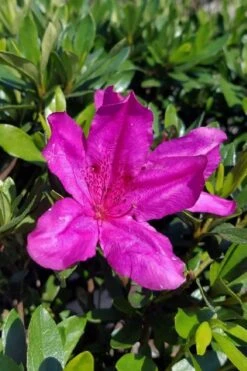 Congo Purple Azalea - 3 Gallon Pot 4 Congo Purple Azalea - 3 Gallon Pot -Garden Plant Shop rhododendron congo robin hill hybrid azalea 3