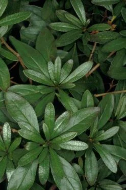 Congo Purple Azalea - 3 Gallon Pot 5 Congo Purple Azalea - 3 Gallon Pot -Garden Plant Shop rhododendron congo robin hill hybrid azalea 4