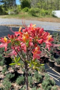 Cotton Candy Native Azalea (Rhododendron) - 3 Gallon Pot 5 Cotton Candy Native Azalea (Rhododendron) - 3 Gallon Pot -Garden Plant Shop rhododendron cotton candy native azalea 1