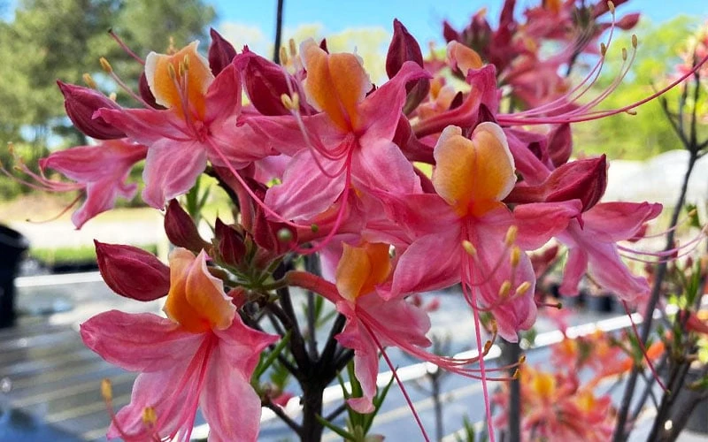 Cotton Candy Native Azalea (Rhododendron) - 3 Gallon Pot Cotton Candy Native Azalea (Rhododendron) - 3 Gallon Pot -Garden Plant Shop rhododendron cotton candy native azalea 5