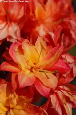 Father Ryan Oconee Native Azalea - 3 Gallon Pot -Garden Plant Shop rhododendron flammeum father ryan 7