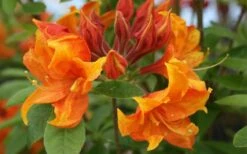 Golden Eagle Azalea (Rhododendron) - 3 Gallon Pot -Garden Plant Shop rhododendron golden eagle azalea 5