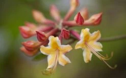 Millie Mac Native Azalea (Rhododendron) - 3 Gallon Pot -Garden Plant Shop rhododendron millie mac native azalea 10