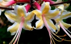 Millie Mac Native Azalea (Rhododendron) - 3 Gallon Pot -Garden Plant Shop rhododendron millie mac native azalea 15