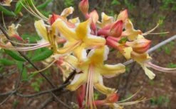 Millie Mac Native Azalea (Rhododendron) - 3 Gallon Pot -Garden Plant Shop rhododendron millie mac native azalea 2