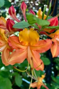 Verdie Sommerville Azalea (Rhododendron) - 3 Gallon Pot -Garden Plant Shop rhododendron verdie sommerville azalea 1