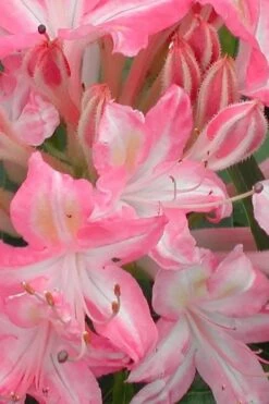 Ribbon Candy Swamp Azalea (Rhododendron Viscosum) - 2 Gallon Pot -Garden Plant Shop rhododendron viscosum ribbon candy swamp azalea 1 1