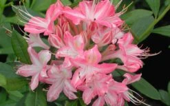 Ribbon Candy Swamp Azalea (Rhododendron Viscosum) - 3 Gallon Pot 4 Ribbon Candy Swamp Azalea (Rhododendron Viscosum) - 3 Gallon Pot -Garden Plant Shop rhododendron viscosum ribbon candy swamp azalea 3