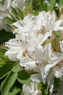 Swamp Azalea (Rhododendron Viscosum) - 1 Gallon Pot -Garden Plant Shop rhododendron viscosum swamp azalea 1