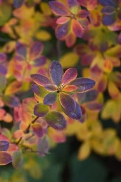 Swamp Azalea (Rhododendron Viscosum) - 3 Gallon Pot -Garden Plant Shop rhododendron viscosum swamp azalea 2 1