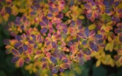 Ribbon Candy Swamp Azalea (Rhododendron Viscosum) - 3 Gallon Pot 5 Ribbon Candy Swamp Azalea (Rhododendron Viscosum) - 3 Gallon Pot -Garden Plant Shop rhododendron viscosum swamp azalea 3 1