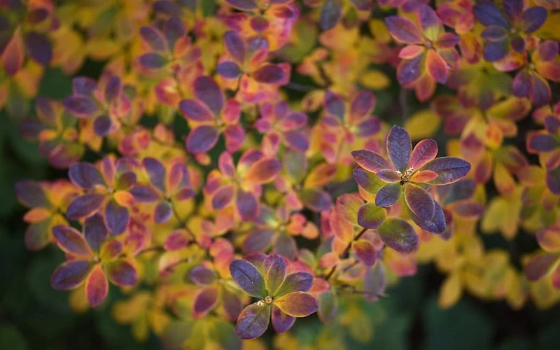 Ribbon Candy Swamp Azalea (Rhododendron viscosum) - 3 Gallon Pot Ribbon Candy Swamp Azalea (Rhododendron Viscosum) - 3 Gallon Pot -Garden Plant Shop rhododendron viscosum swamp azalea 3 1