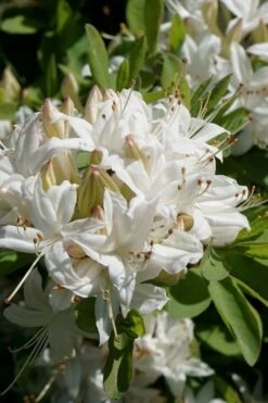 Swamp Azalea (Rhododendron Viscosum) - 3 Gallon Pot -Garden Plant Shop rhododendron viscosum swamp azalea 5 1