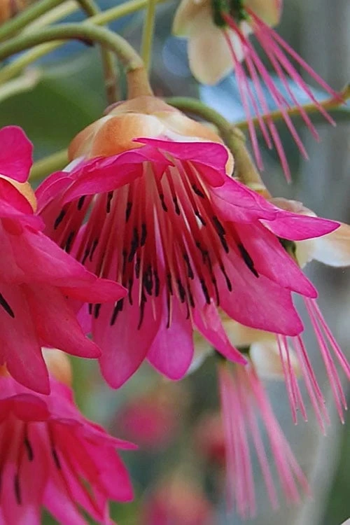 Scarlet Bells' Hong Kong Rose (Rhodoleia henryi) - 3 Gallon Pot Scarlet Bells' Hong Kong Rose (Rhodoleia Henryi) - 3 Gallon Pot -Garden Plant Shop rhodoleia henryi scarlet bells hong kong rose 1