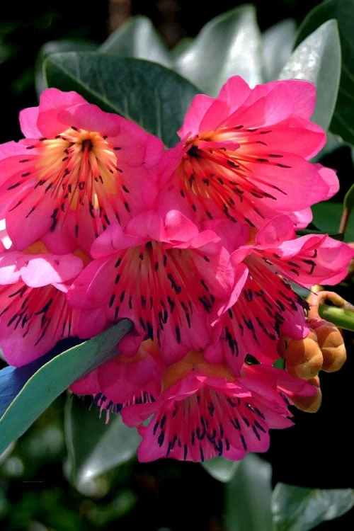 Scarlet Bells' Hong Kong Rose (Rhodoleia henryi) - 3 Gallon Pot Scarlet Bells' Hong Kong Rose (Rhodoleia Henryi) - 3 Gallon Pot -Garden Plant Shop rhodoleia henryi scarlet bells hong kong rose 101