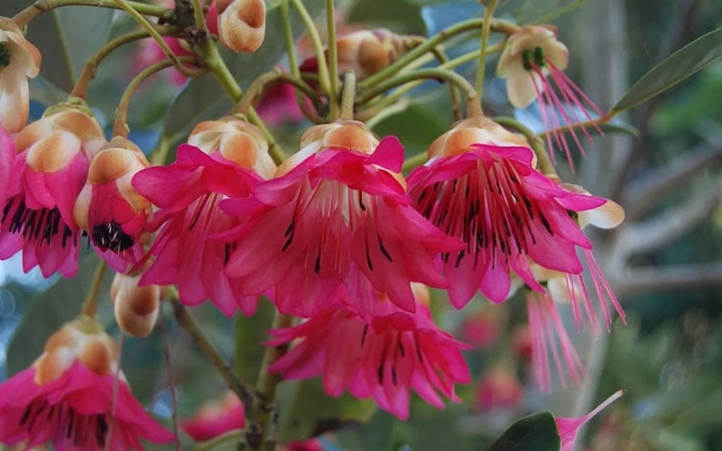 Scarlet Bells' Hong Kong Rose (Rhodoleia henryi) - 3 Gallon Pot Scarlet Bells' Hong Kong Rose (Rhodoleia Henryi) - 3 Gallon Pot -Garden Plant Shop rhodoleia henryi scarlet bells hong kong rose 102