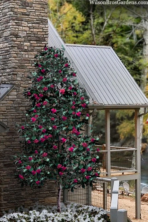 Scarlet Bells' Hong Kong Rose (Rhodoleia henryi) - 3 Gallon Pot Scarlet Bells' Hong Kong Rose (Rhodoleia Henryi) - 3 Gallon Pot -Garden Plant Shop rhodoleia henryi scarlet bells hong kong rose 106