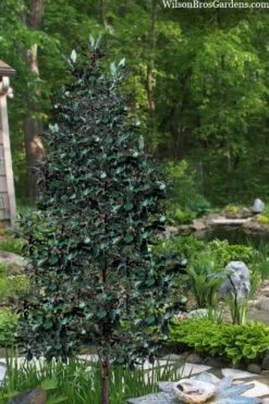 Scarlet Bells' Hong Kong Rose (Rhodoleia Henryi) - 3 Gallon Pot 10 Scarlet Bells' Hong Kong Rose (Rhodoleia Henryi) - 3 Gallon Pot -Garden Plant Shop rhodoleia henryi scarlet bells hong kong rose 20