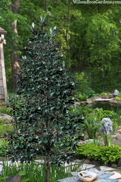 Scarlet Bells' Hong Kong Rose (Rhodoleia henryi) - 3 Gallon Pot Scarlet Bells' Hong Kong Rose (Rhodoleia Henryi) - 3 Gallon Pot -Garden Plant Shop rhodoleia henryi scarlet bells hong kong rose 20