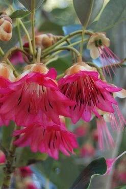 Scarlet Bells' Hong Kong Rose (Rhodoleia Henryi) - 3 Gallon Pot 8 Scarlet Bells' Hong Kong Rose (Rhodoleia Henryi) - 3 Gallon Pot -Garden Plant Shop rhodoleia henryi scarlet bells hong kong rose 3