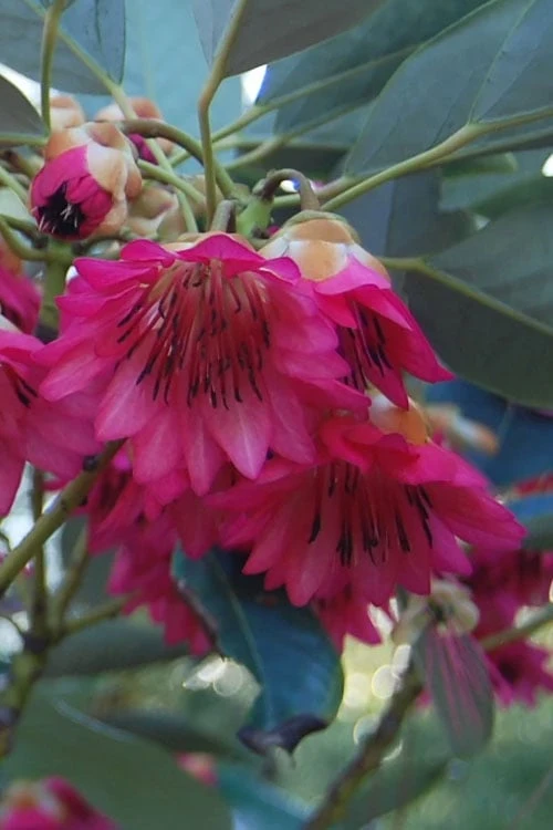 Scarlet Bells' Hong Kong Rose (Rhodoleia henryi) - 3 Gallon Pot Scarlet Bells' Hong Kong Rose (Rhodoleia Henryi) - 3 Gallon Pot -Garden Plant Shop rhodoleia henryi scarlet bells hong kong rose 4