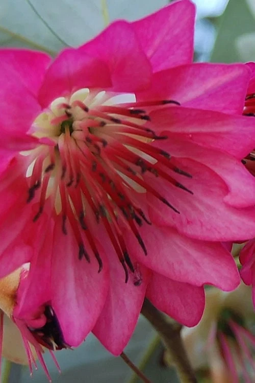 Scarlet Bells' Hong Kong Rose (Rhodoleia henryi) - 3 Gallon Pot Scarlet Bells' Hong Kong Rose (Rhodoleia Henryi) - 3 Gallon Pot -Garden Plant Shop rhodoleia henryi scarlet bells hong kong rose 5