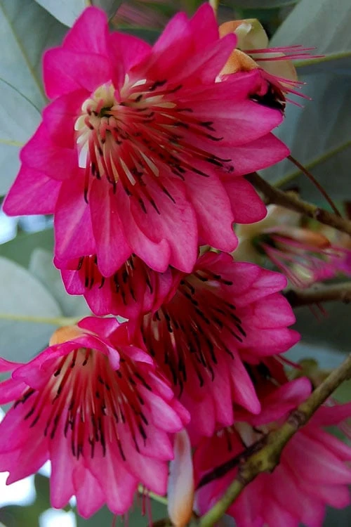 Scarlet Bells' Hong Kong Rose (Rhodoleia henryi) - 3 Gallon Pot Scarlet Bells' Hong Kong Rose (Rhodoleia Henryi) - 3 Gallon Pot -Garden Plant Shop rhodoleia henryi scarlet bells hong kong rose 7