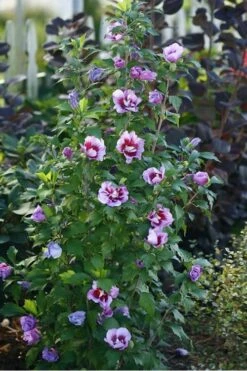 Purple Pillar Rose Of Sharon - 3 Gallon Pot -Garden Plant Shop rose of sharon purple pillar 20