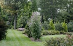 Purple Pillar Rose Of Sharon - 3 Gallon Pot -Garden Plant Shop rose of sharon purple pillar 21