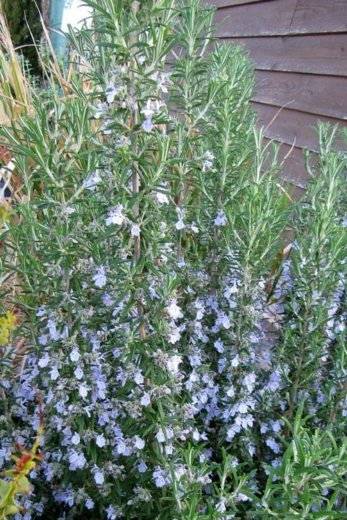Gorizia Barbecue Skewers Rosemary - 1 Gallon Pot Gorizia Barbecue Skewers Rosemary - 1 Gallon Pot -Garden Plant Shop rosmarinus officinalis gorizia rosemary 2