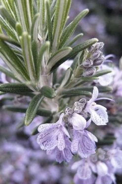 Gorizia Barbecue Skewers Rosemary - 1 Gallon Pot 5 Gorizia Barbecue Skewers Rosemary - 1 Gallon Pot -Garden Plant Shop rosmarinus officinalis gorizia rosemary 7