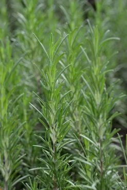 Madeline Hill Rosemary - 1 Gallon Pot 6 Madeline Hill Rosemary - 1 Gallon Pot -Garden Plant Shop rosmarinus officinalis madalene hill hardy rosemary 2