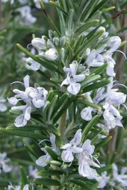 Madeline Hill Rosemary - 1 Gallon Pot