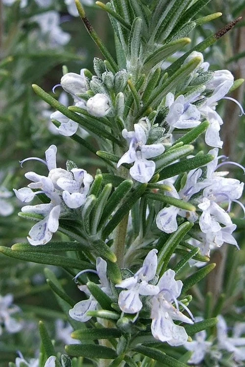 Madeline Hill Rosemary - 1 Gallon Pot Madeline Hill Rosemary - 1 Gallon Pot -Garden Plant Shop rosmarinus officinalis madalene hill hardy rosemary 4