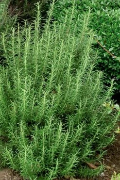 Madeline Hill Rosemary - 1 Gallon Pot 4 Madeline Hill Rosemary - 1 Gallon Pot -Garden Plant Shop rosmarinus officinalis madalene hill hardy rosemary 5