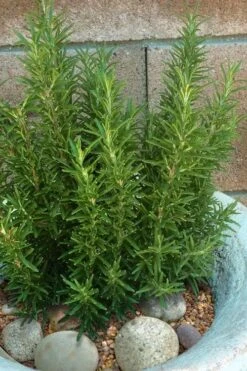 Madeline Hill Rosemary - 1 Gallon Pot 5 Madeline Hill Rosemary - 1 Gallon Pot -Garden Plant Shop rosmarinus officinalis madalene hill hardy rosemary 8