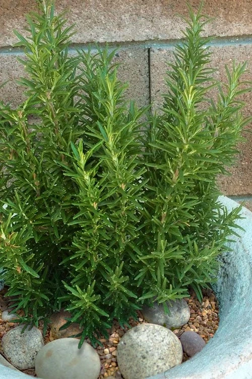Madeline Hill Rosemary - 1 Gallon Pot Madeline Hill Rosemary - 1 Gallon Pot -Garden Plant Shop rosmarinus officinalis madalene hill hardy rosemary 8
