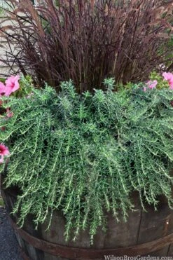 Prostrate Creeping Rosemary - 1 Gallon Pot -Garden Plant Shop rosmarinus officinalis prostratus creeping rosemary 103