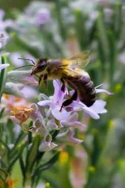 Salem Rosemary - 1 Gallon Pot 4 Salem Rosemary - 1 Gallon Pot -Garden Plant Shop rosmarinus officinalis salem rosemary 6 2